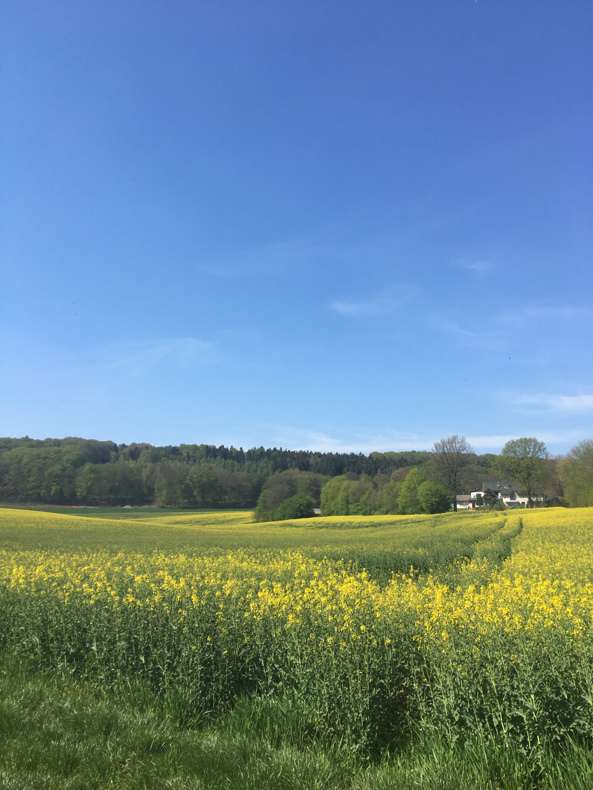 My Workaway in the North of Germany: Fences, Barns, and lots of Ice Cream. 
